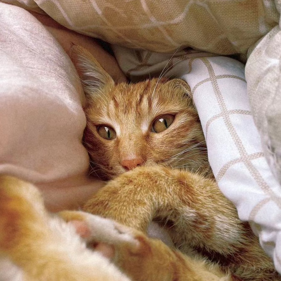 catbook